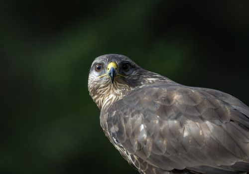 Free Detailed close-up of a buzzard with sharp focus, showcasing natural wildlife beauty. Stock Photo