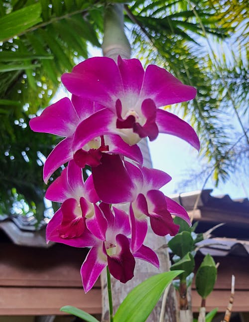 Gratis stockfoto met Azië, orchideeën, roze orchideeën