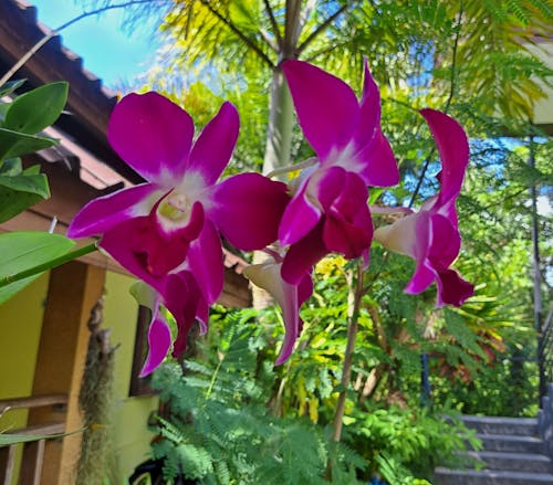 Gratis stockfoto met orchideeën, roze orchideeën