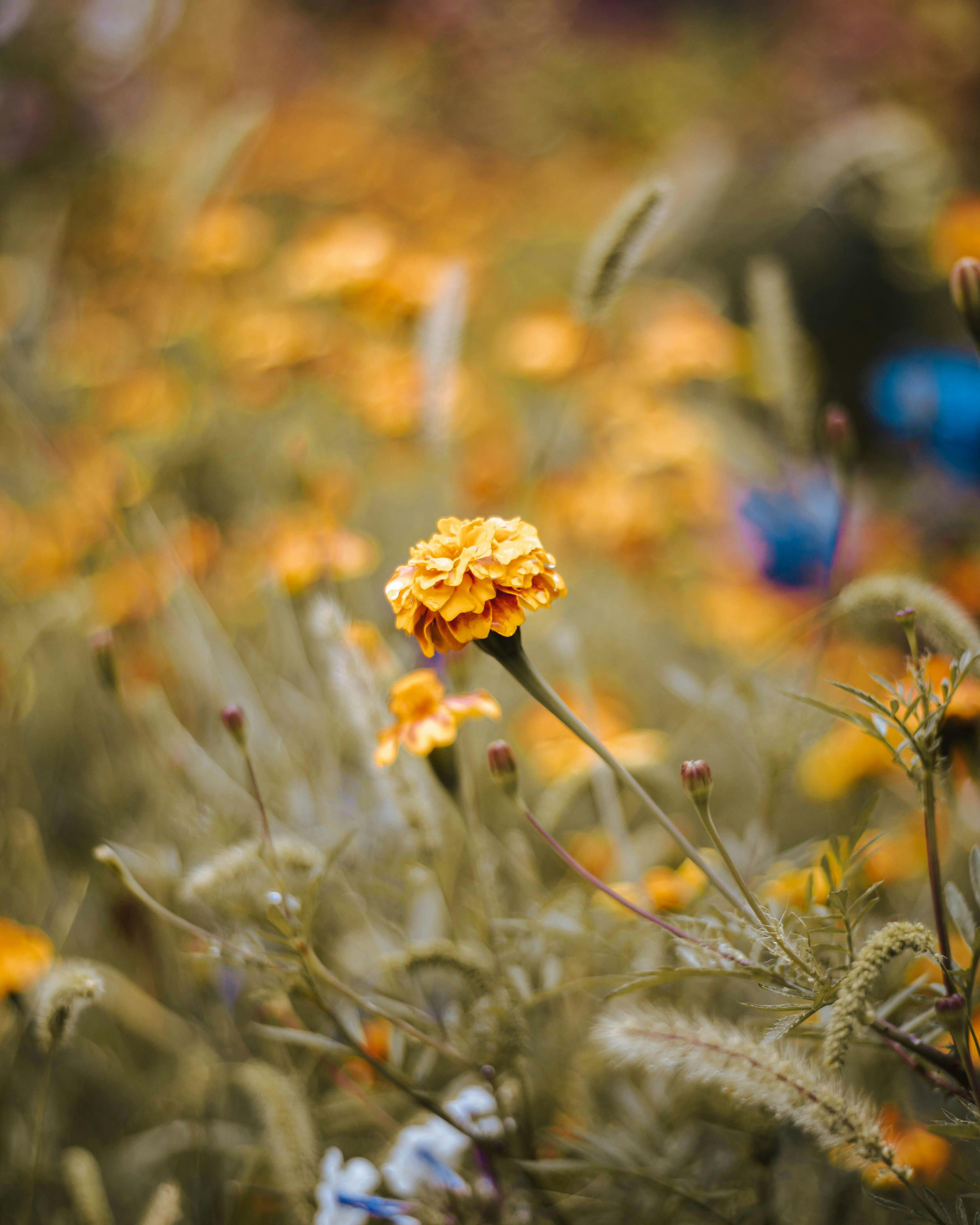 close up of a yellow flower in a meadow