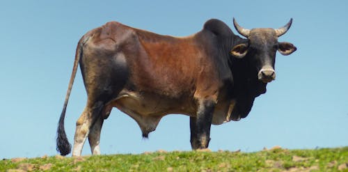 Cow in Ethiopia - Panoramic