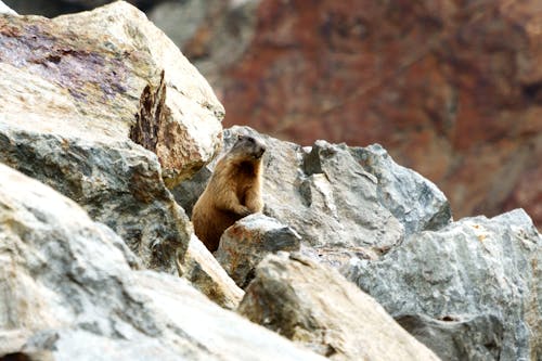 Free stock photo of marmot