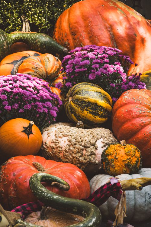 Free A colorful display of pumpkins and flowers celebrating the autumn harvest with vibrant seasonal hues. Stock Photo