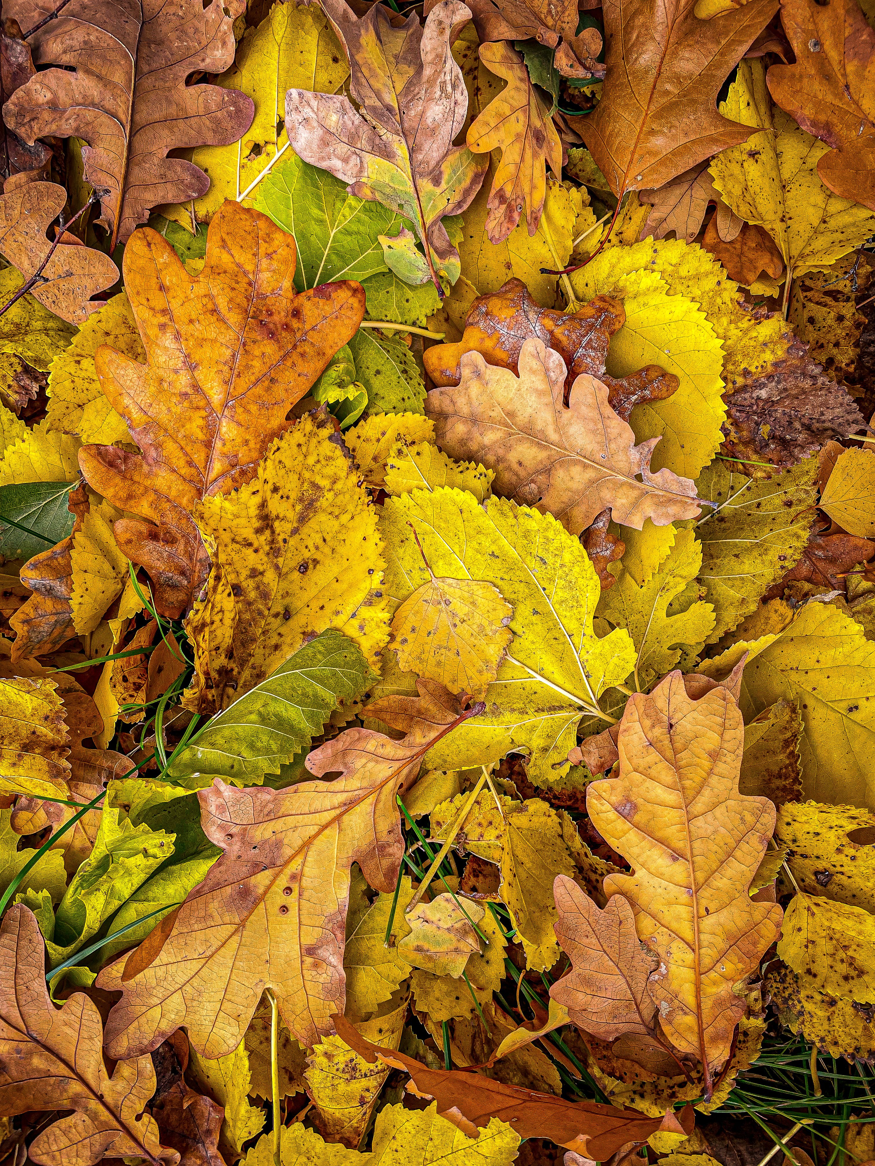 Yellow Autumn Leaves on the Ground · Free Stock Photo