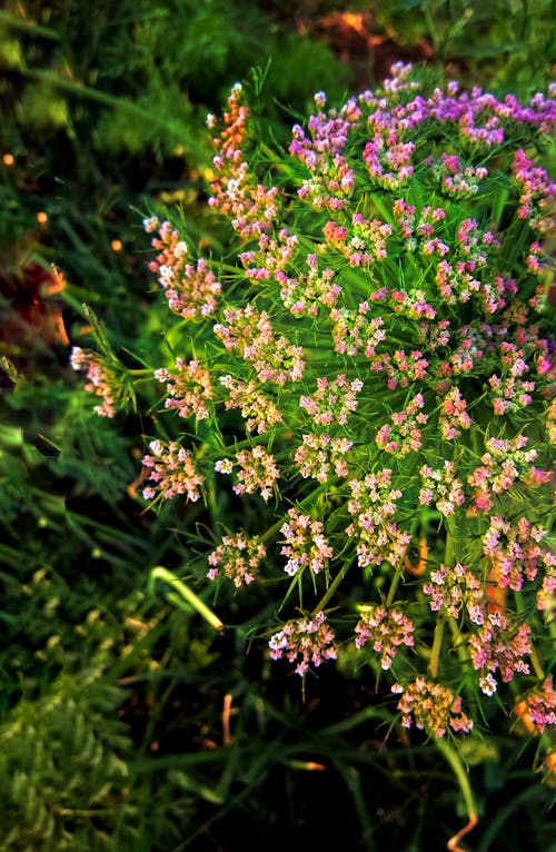 Gratis arkivbilde med blomsterbukett, blomsterkroner, blomstrende blomst