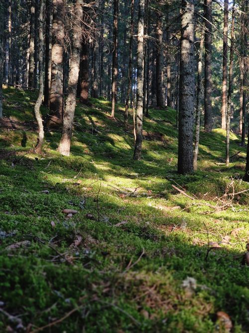 Free Bright and tranquil forest scene in Kalmar län, Sweden, showcasing lush moss amid tall trees. Stock Photo