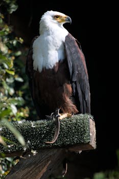 Close-up of an African Fish Eagle perched in Locarno Zoo, Switzerland.