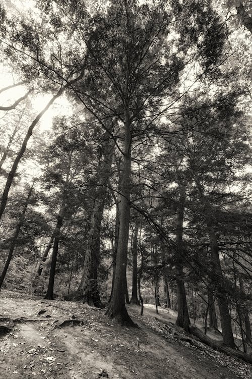 Foto profissional grátis de árvores, colina, declive