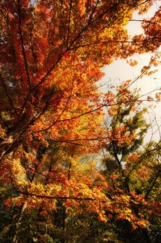 Golden and red leaves on trees captured in a serene autumn setting in Toronto, showcasing nature's beauty.