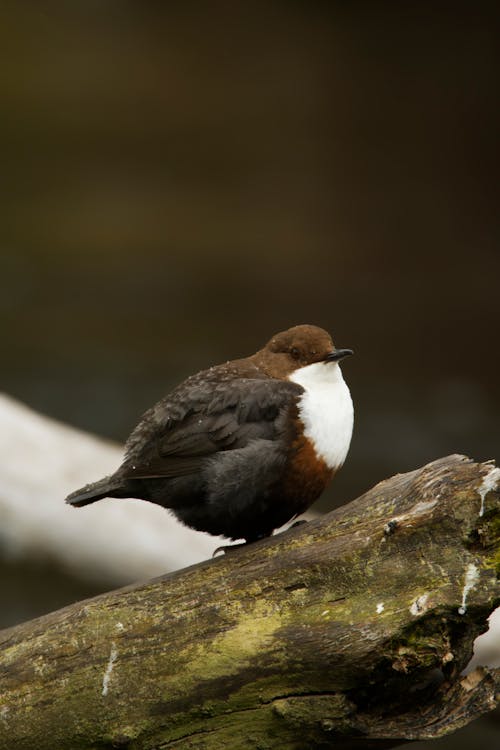 Close-up of Dipper Sitting on Tree Branch