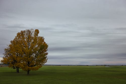 平野, 木, 田舎の無料の写真素材