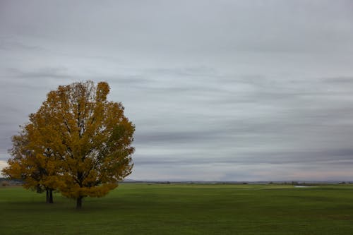 Kostenloses Stock Foto zu außerorts, bäume, flachland