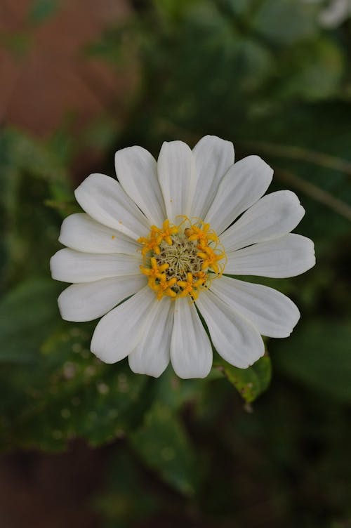 Flower with White Petals 