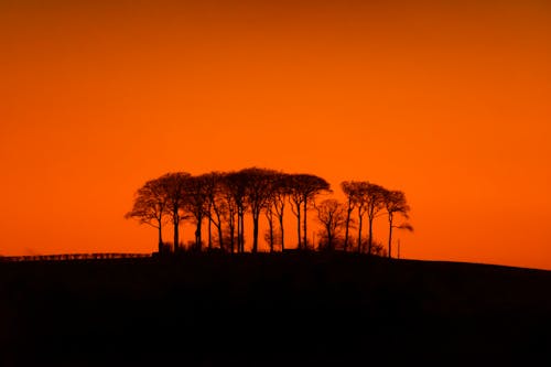 Silhouettes of Trees on Hill on Sunset