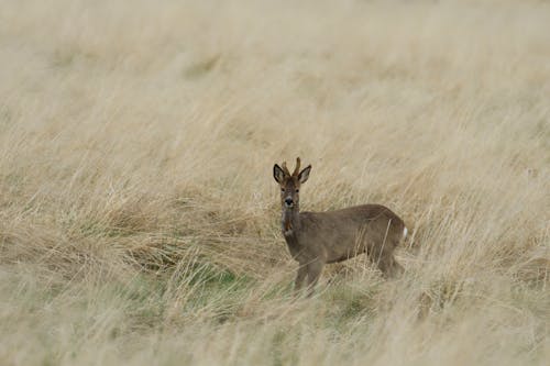 Fotobanka s bezplatnými fotkami na tému fotografie zvierat žijúcich vo voľnej prírode, jeleň, pastvina