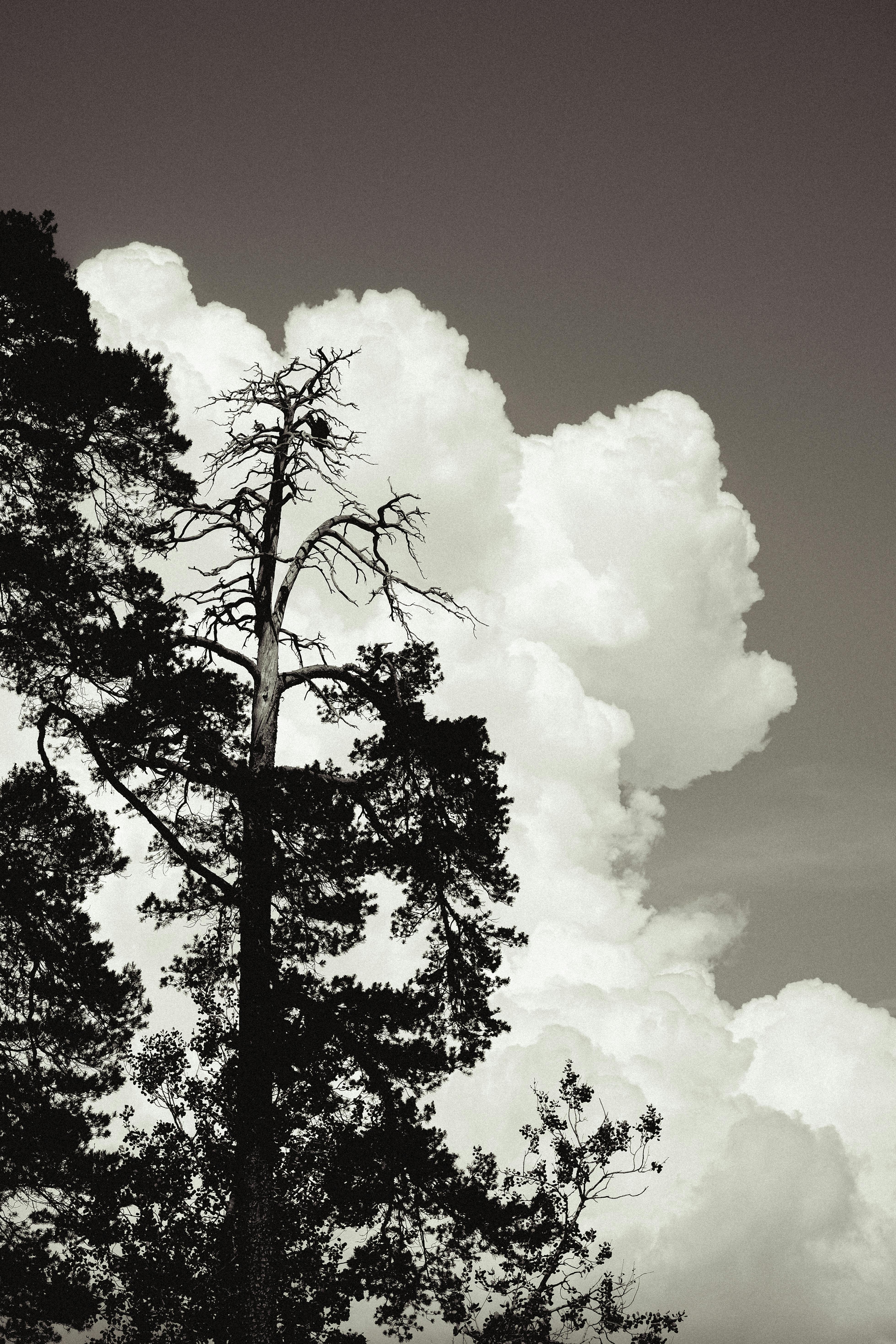 Black and white photo of trees against a backdrop of fluffy white clouds in Helsinki, Finland.