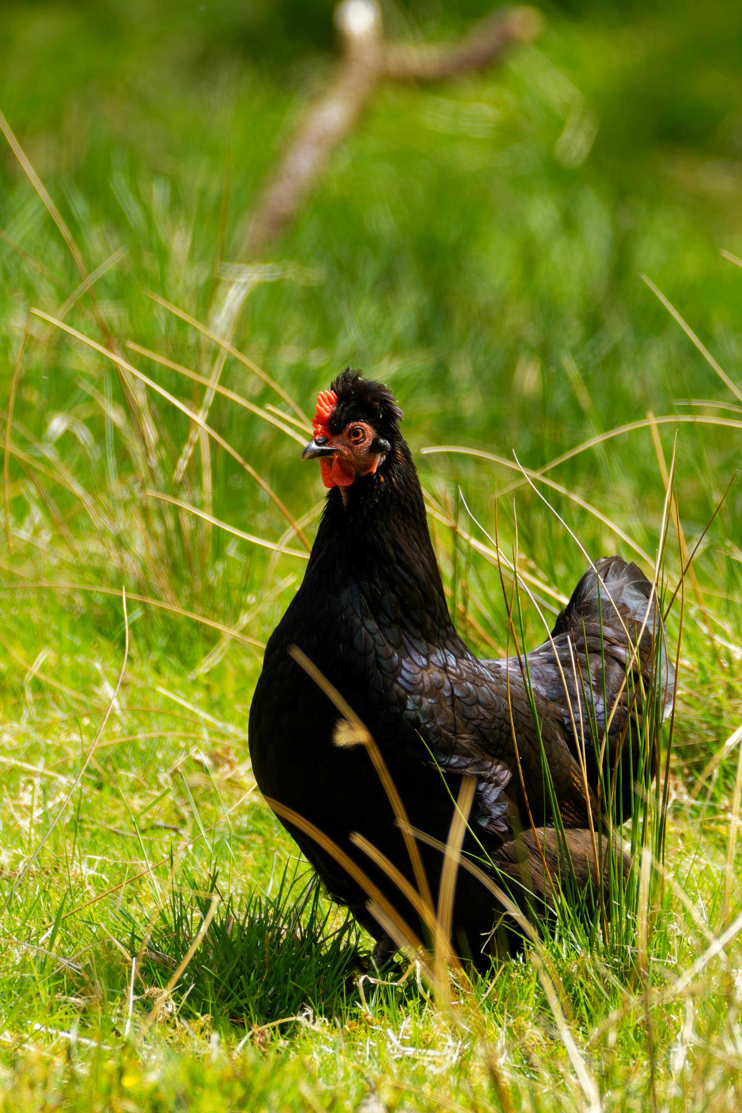 black hen walking in green grass