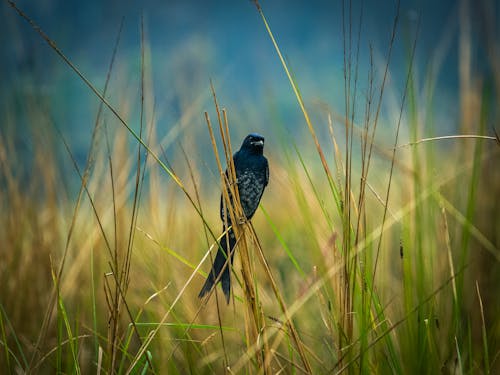 Foto stok gratis alami, burung, burung hitam