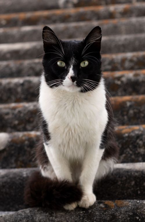 Free A black and white cat with green eyes sits outdoors on stone steps, showcasing curiosity. Stock Photo