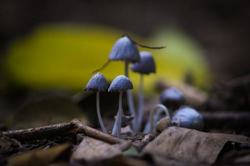 Fotos de stock gratuitas de hermosa naturaleza, seta, seta de bosque