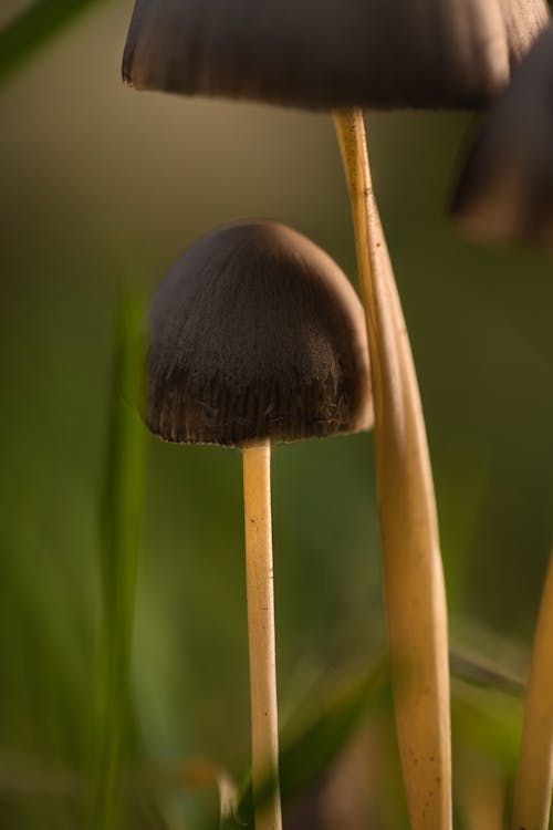 Shiny Mottlegill Mushroom