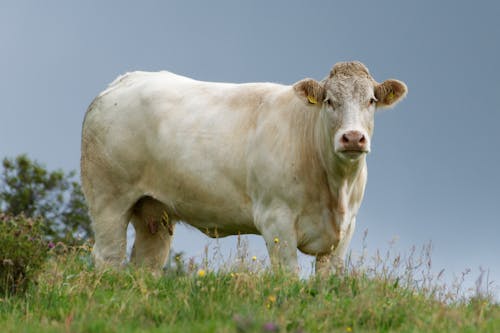 White Cow in Pasture