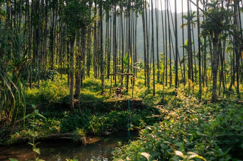 Foto d'estoc gratuïta de aiguamoll, arbres, bambú
