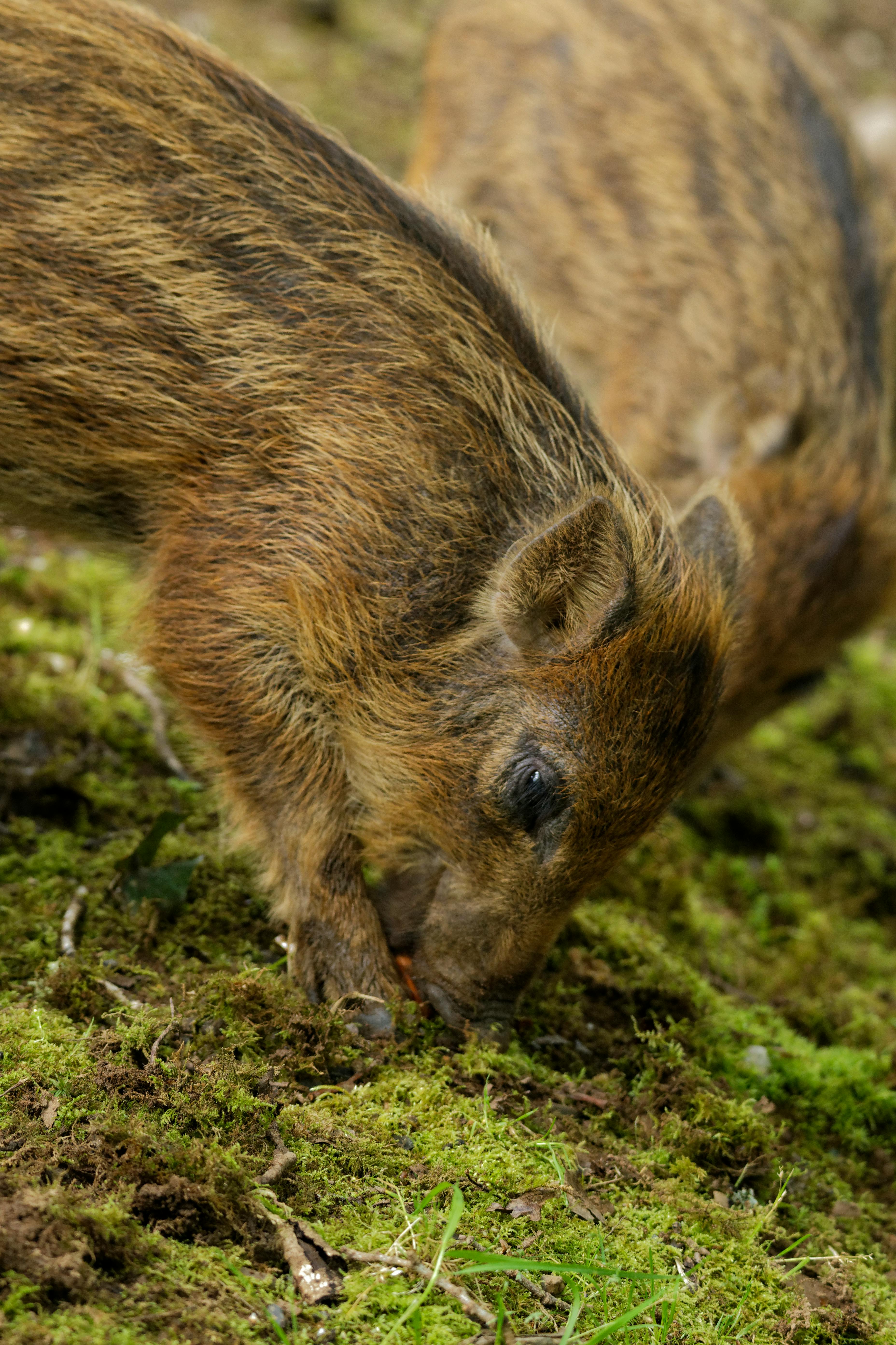 close up of wild pig on green forest ground with moss