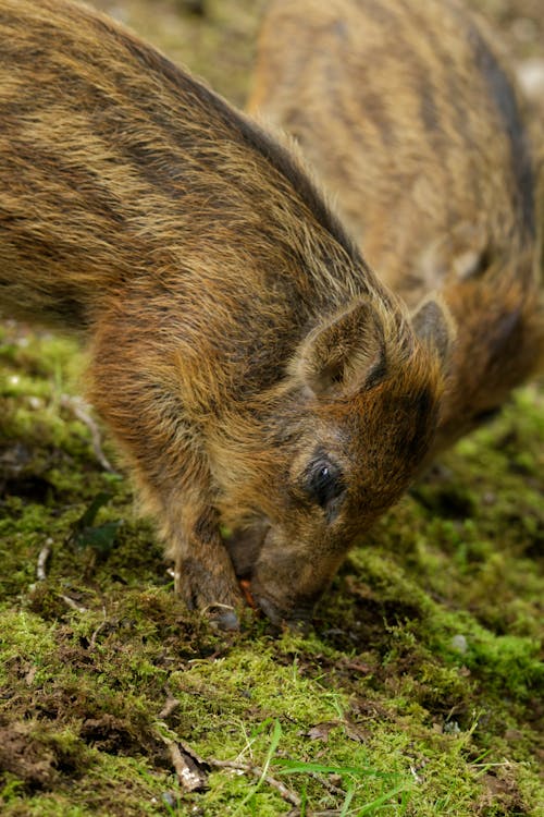 Close-up of Wild Pig on Green Forest Ground with Moss
