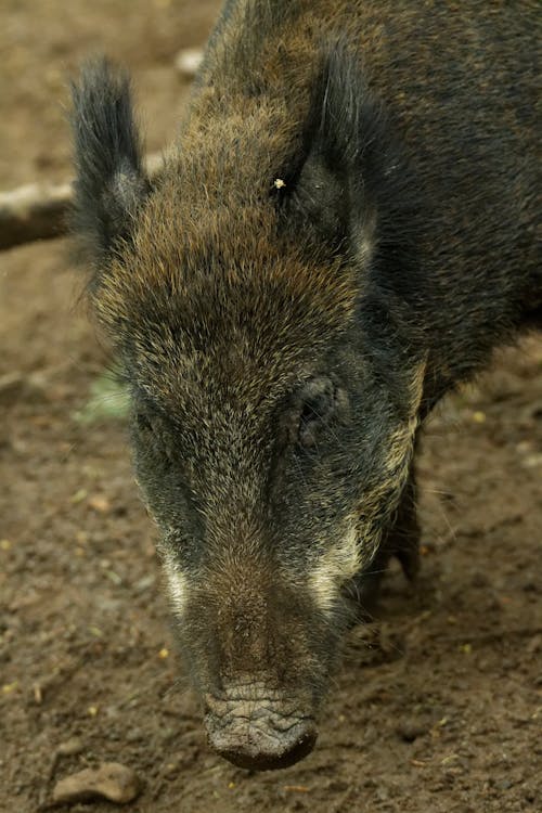 Wild Pig Walking on Ground in Countryside