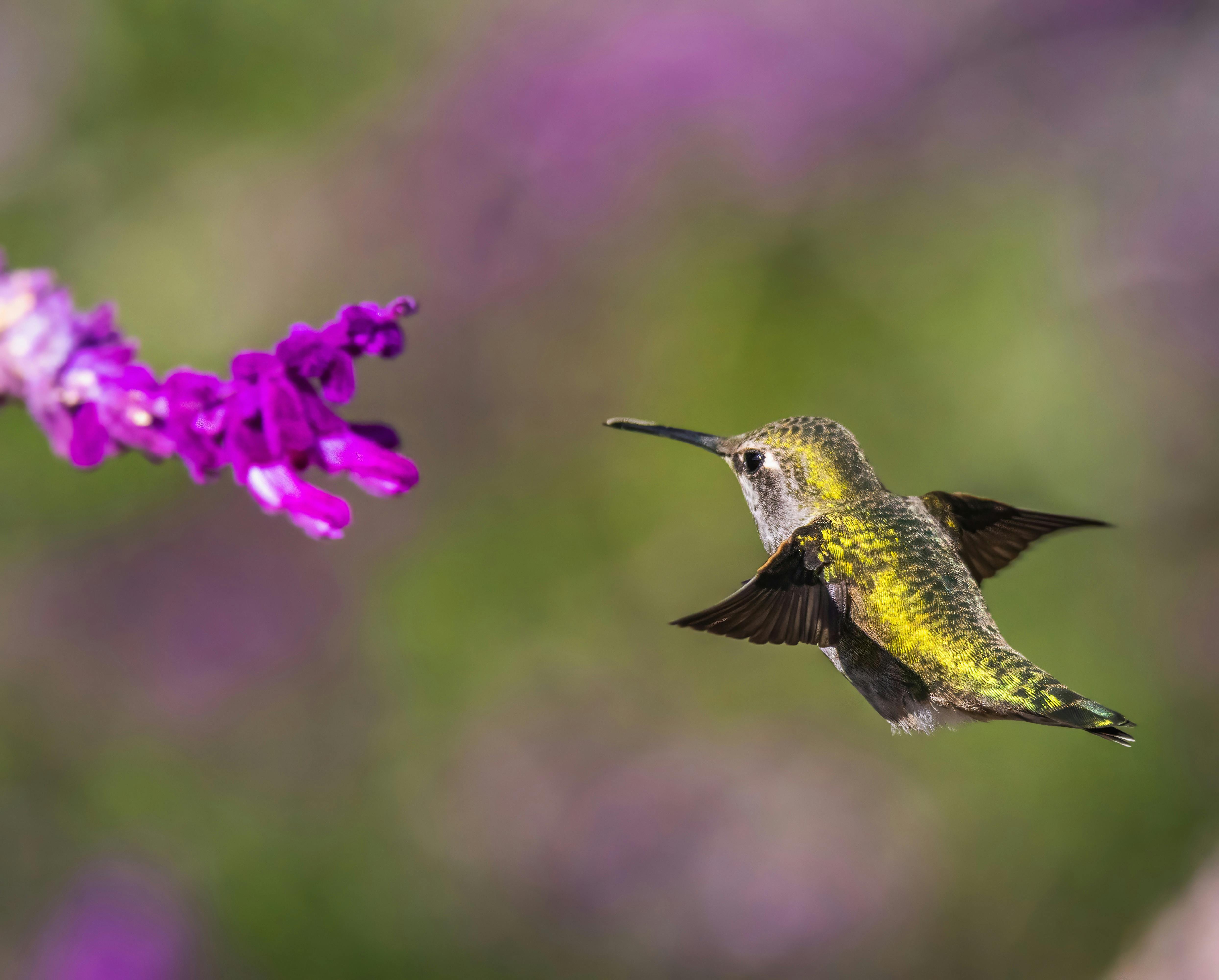 Hummingbird – the aerial acrobat