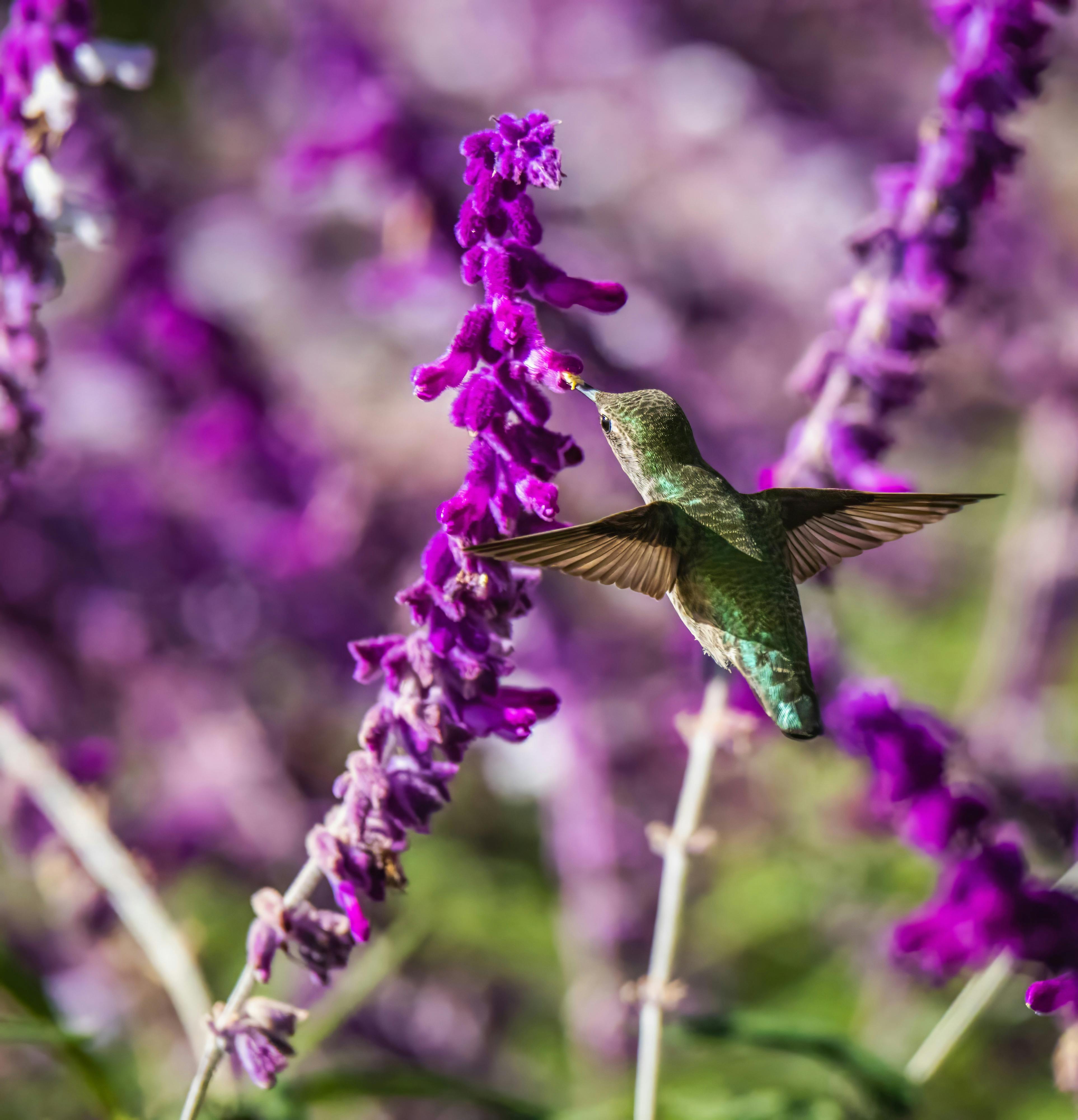 Purple Hummingbird Photos, Download The BEST Free Purple Hummingbird