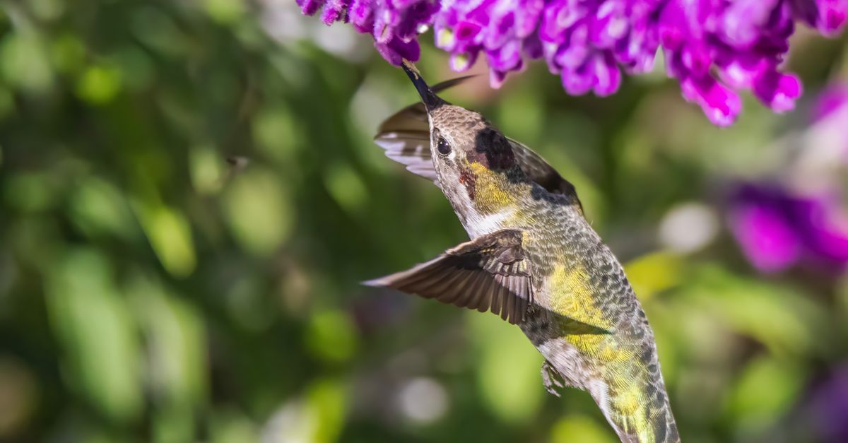 ¿Dónde observar colibríes en bosques y jardines de El Salvador? ¿Dónde observar colibríes en bosques y jardines de El Salvador?