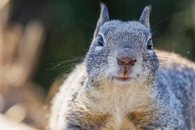 Prairie Dog