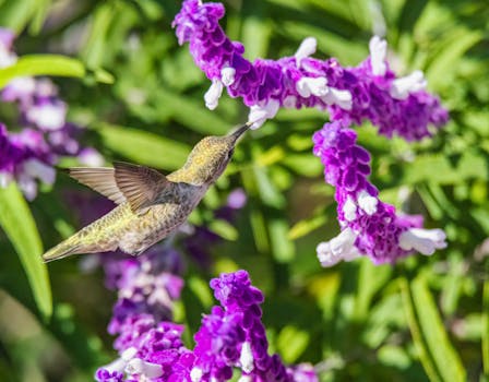 A stunning close-up of a hummingbird feeding on vibrant purple flowers, capturing nature's beauty.