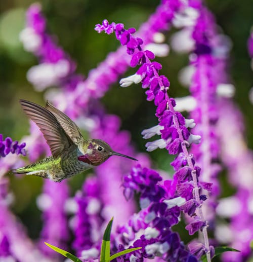 Foto d'estoc gratuïta de au, bokeh, colibrí