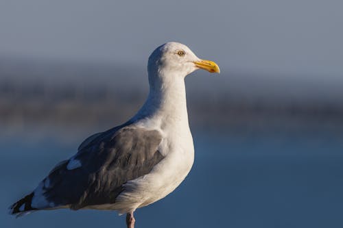Seagull on Seashore in Side View