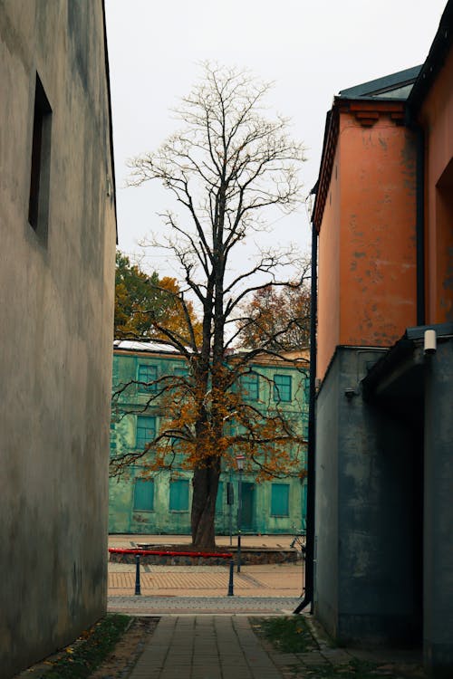Foto d'estoc gratuïta de arbre, carreró, edificis
