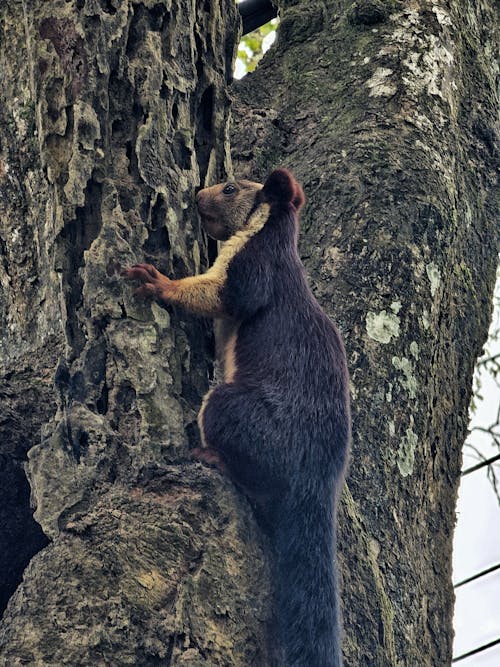 Kostenloses Stock Foto zu eichhörnchen, Malabar-Riese, riesiges eichhörnchen