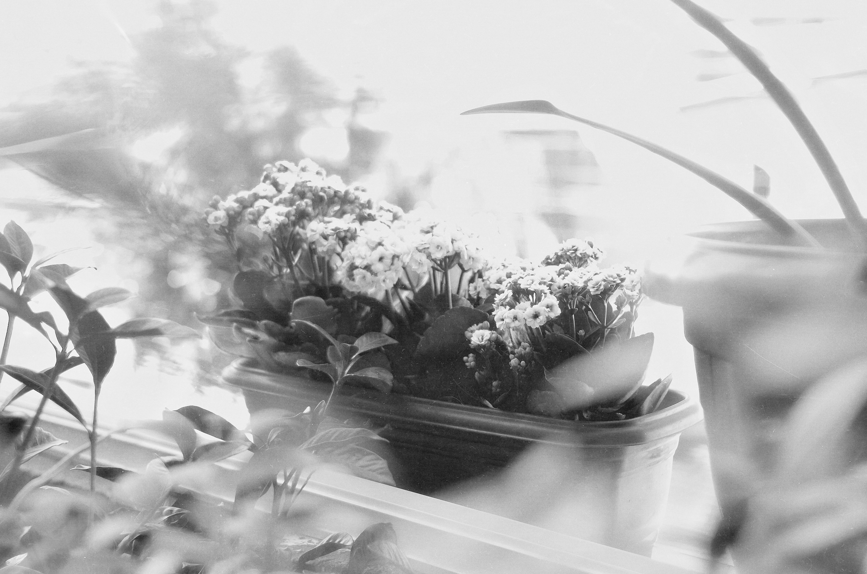 La lumière oubliée de vos plantes d'intérieur