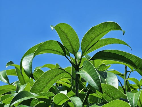 Kostenloses Stock Foto zu blatt, blätter, blauer himmel