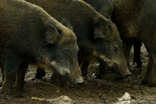 Wild Boars on Farm