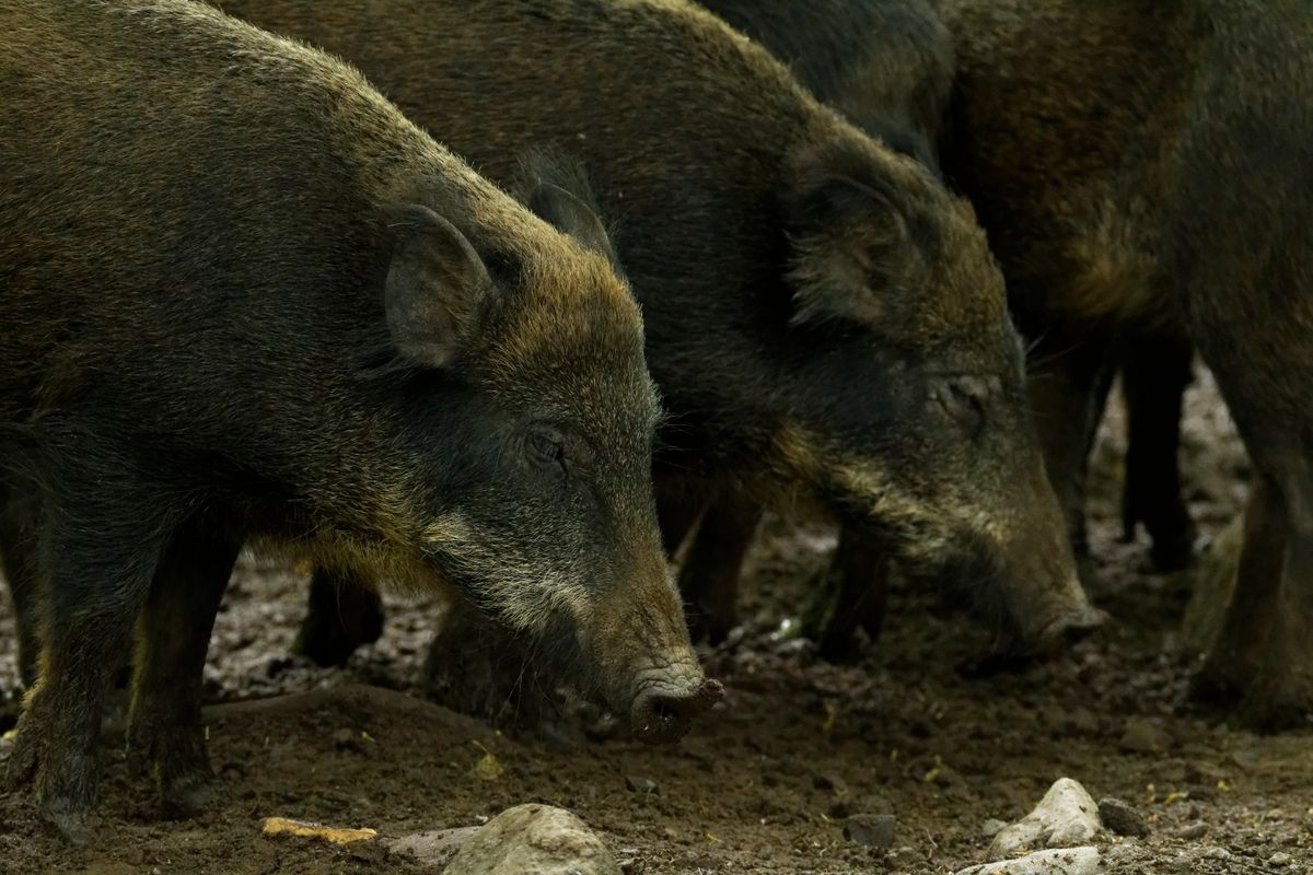 Brown Wild Boar on Dirt Ground at Daytime · Free Stock Photo