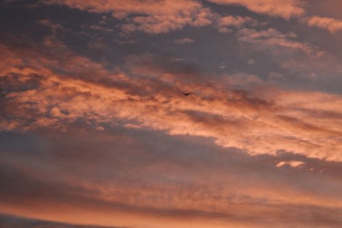 Free Stunning sunset sky with dramatic clouds and a bird in flight creating a tranquil scene. Stock Photo