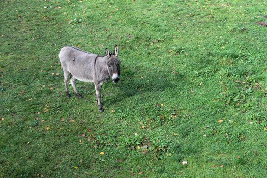 A solitary donkey on a lush green pasture in Vallorbe, Switzerland.