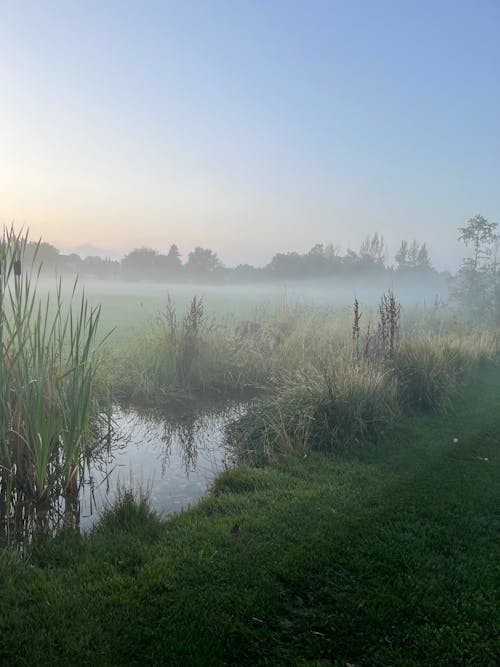 Fog over Marsh at Dawn