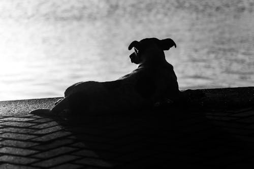 Ilmainen kuvapankkikuva tunnisteilla koira, koira-valokuvaus, söpö koira