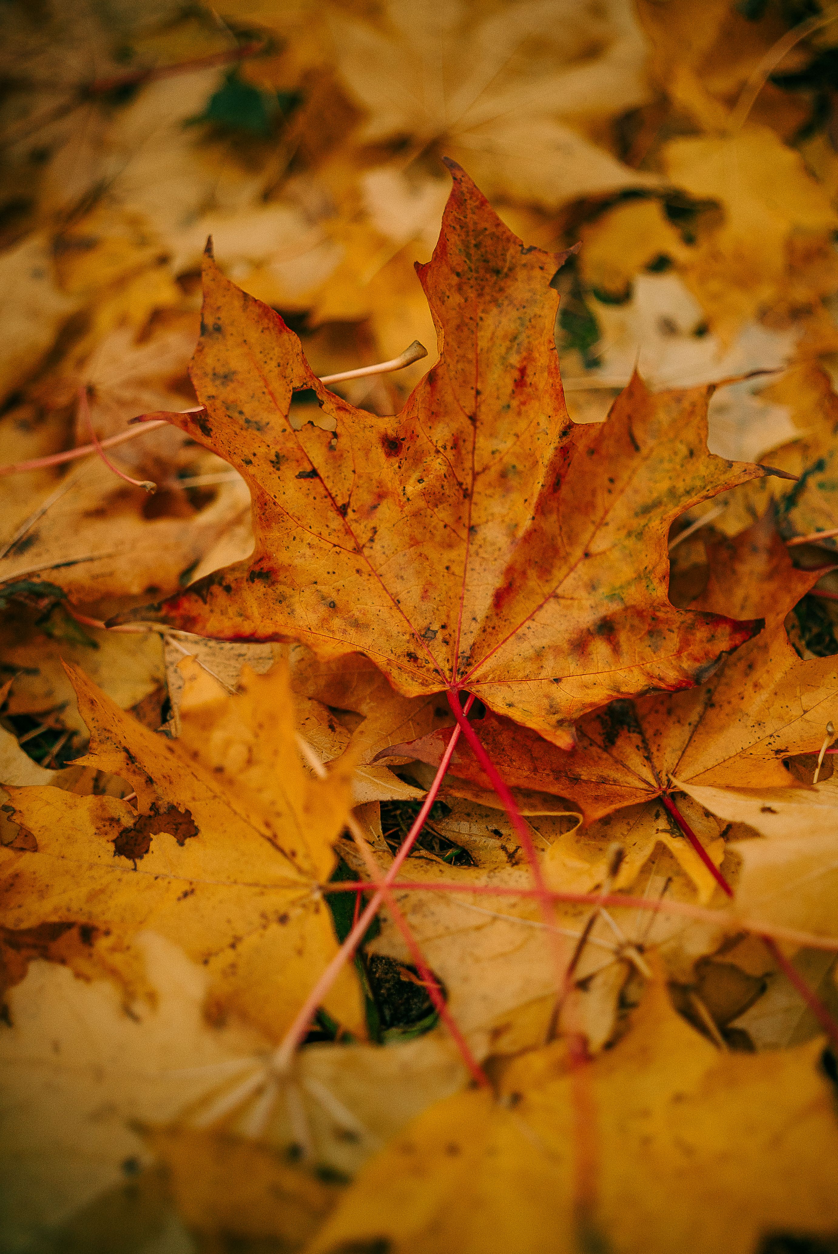 Captivating image of vibrant yellow maple leaves carpeting the ground in autumn.. captivating, image, vibrant