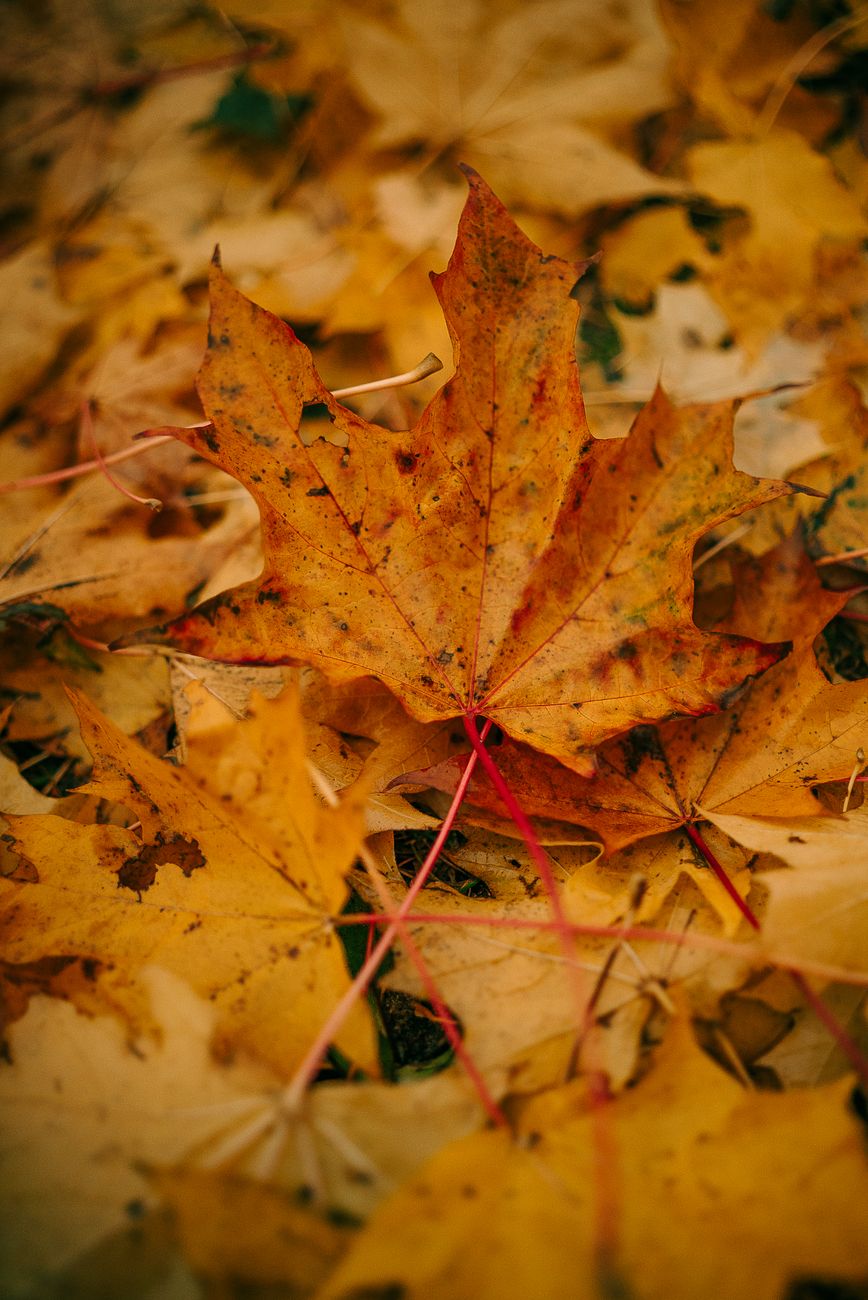 Captivating image of vibrant yellow maple leaves carpeting the ground in autumn.. captivating, image, vibrant