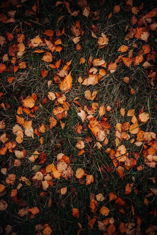 Autumn Leaves on Ground